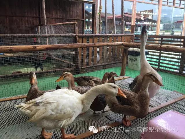 NYC紐約國(guó)際成都早教中心免費(fèi)領(lǐng)取萌寵喂養(yǎng)體驗(yàn)券