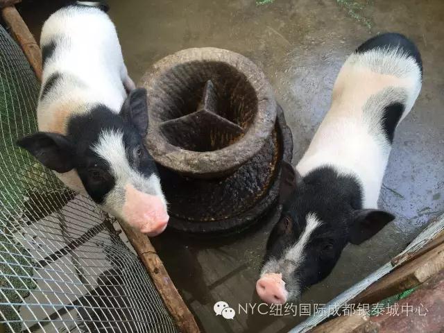 NYC紐約國(guó)際成都早教中心免費(fèi)領(lǐng)取萌寵喂養(yǎng)體驗(yàn)券