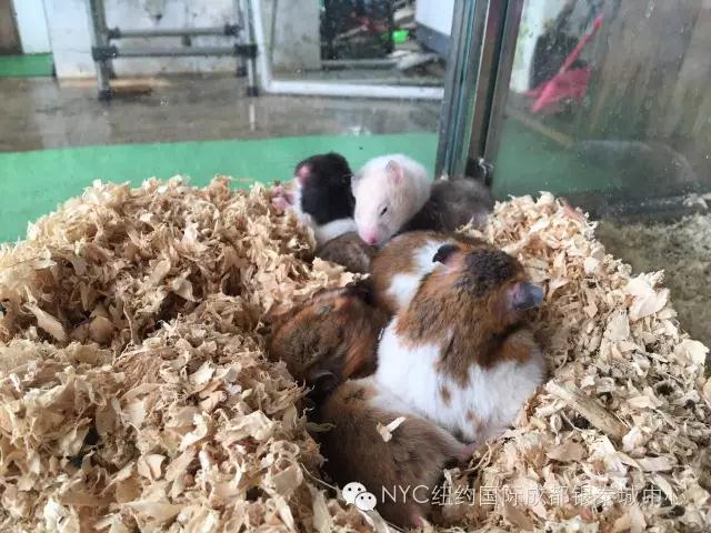 NYC紐約國(guó)際成都早教中心免費(fèi)領(lǐng)取萌寵喂養(yǎng)體驗(yàn)券