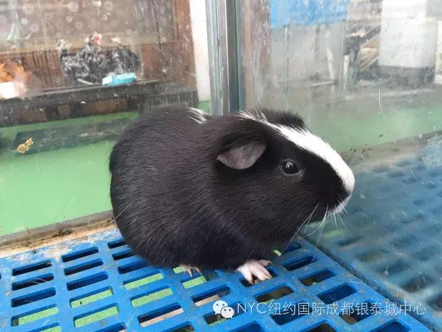 NYC紐約國(guó)際成都早教中心免費(fèi)領(lǐng)取萌寵喂養(yǎng)體驗(yàn)券