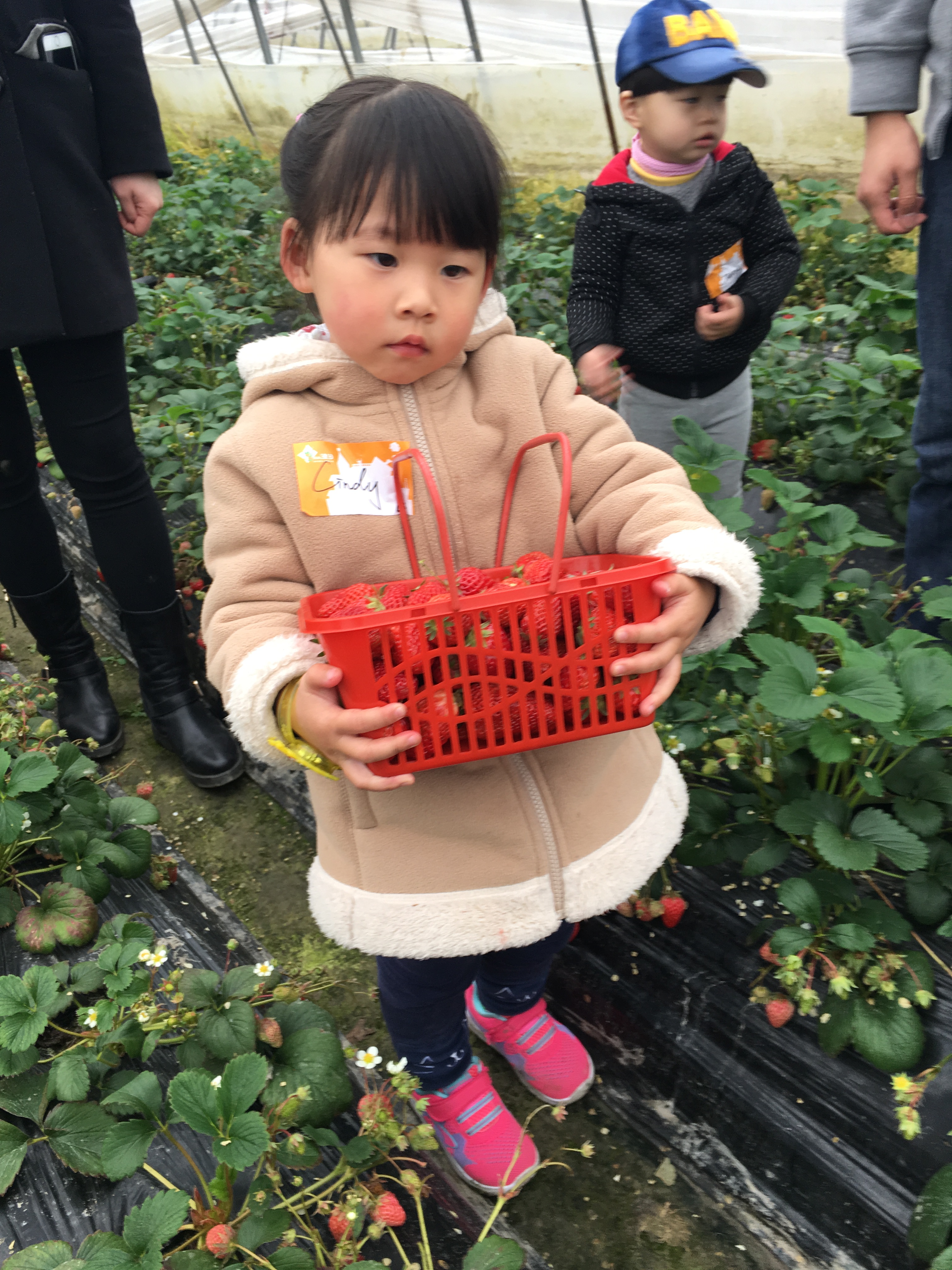 NYC紐約國際上海仲盛中心：采草莓一日游活動(dòng)回顧
