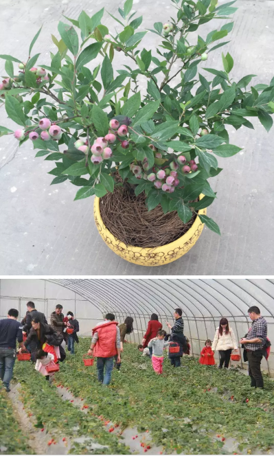 【活動招募】NYC植樹節(jié)開始啦！